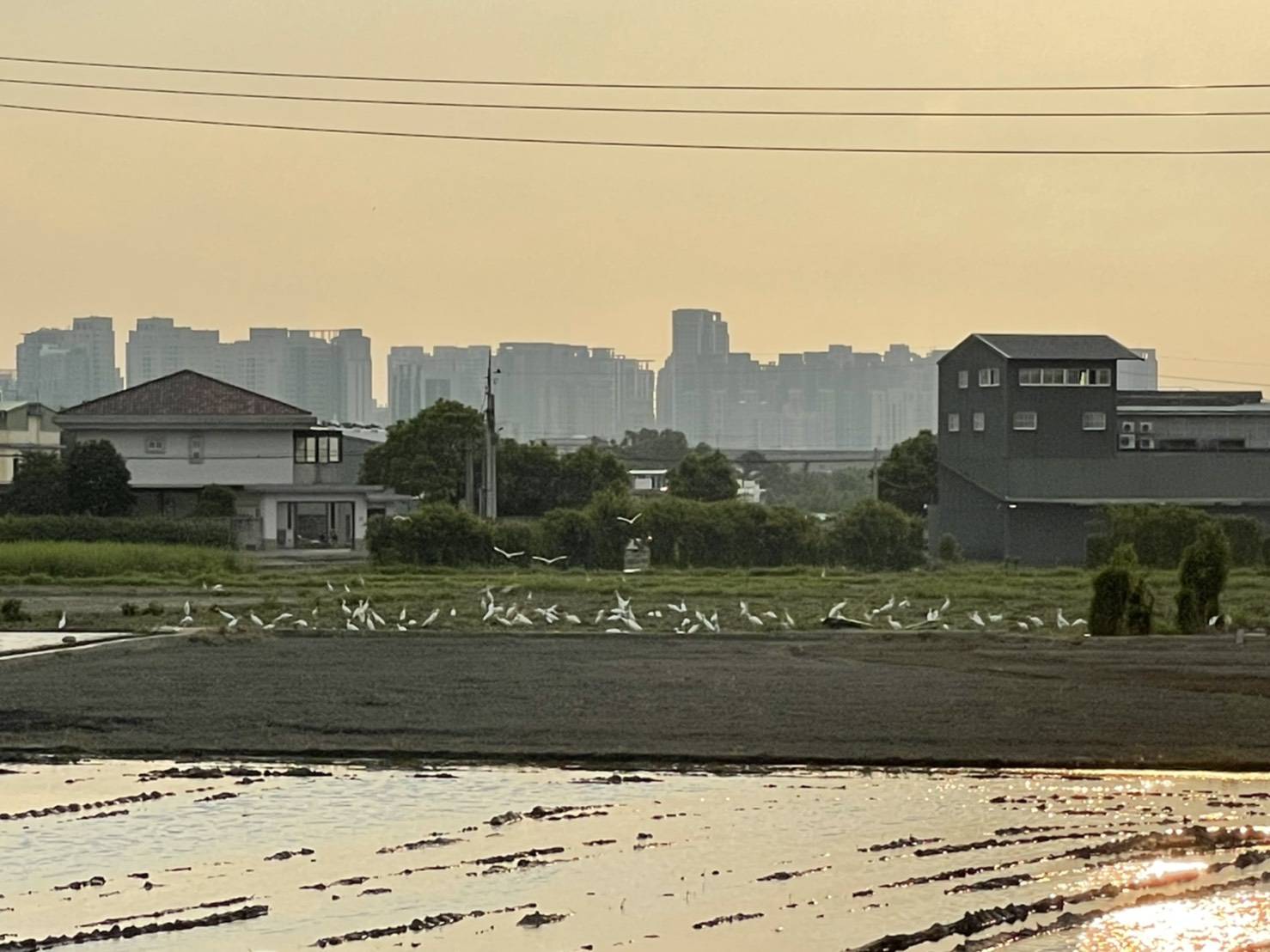 夏季——公司前景象